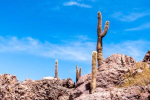 Cânion de Guatín e Valle de Cactus