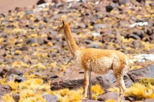 A Vida Selvagem do Atacama