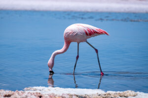 Observação de Flamingos na Laguna Chaxa